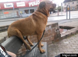Does This Picture Prove Dogs Really Are Man's Best Friend?