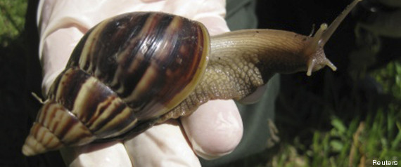 Escargot Geant Floride