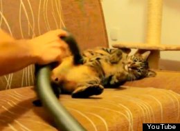 WATCH: Just A Cat. Being Vacuumed.