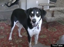 WATCH: Dog Wants A Kitten