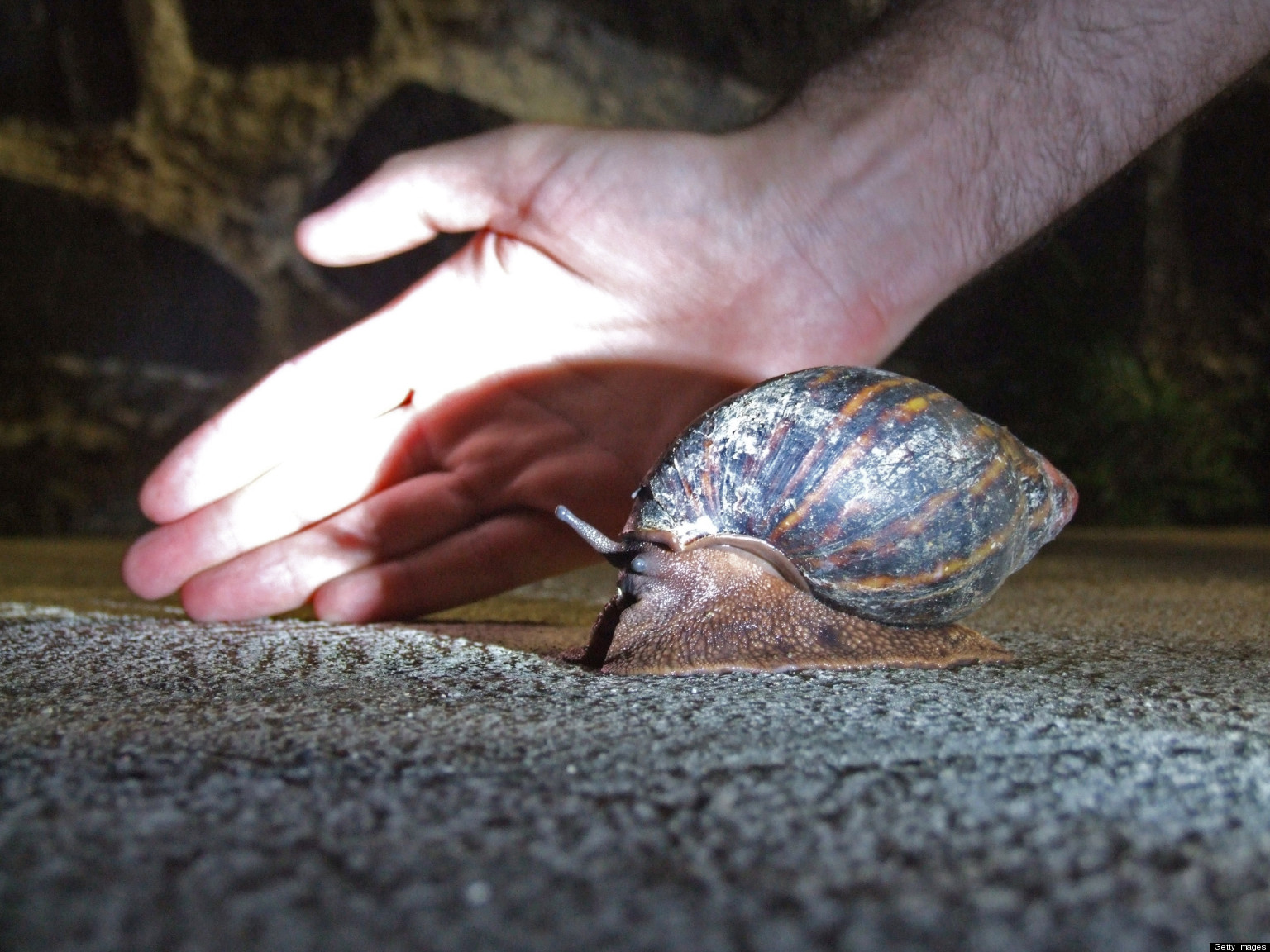 Giant Snails Great Lakes States Concerned By New Invasive Species