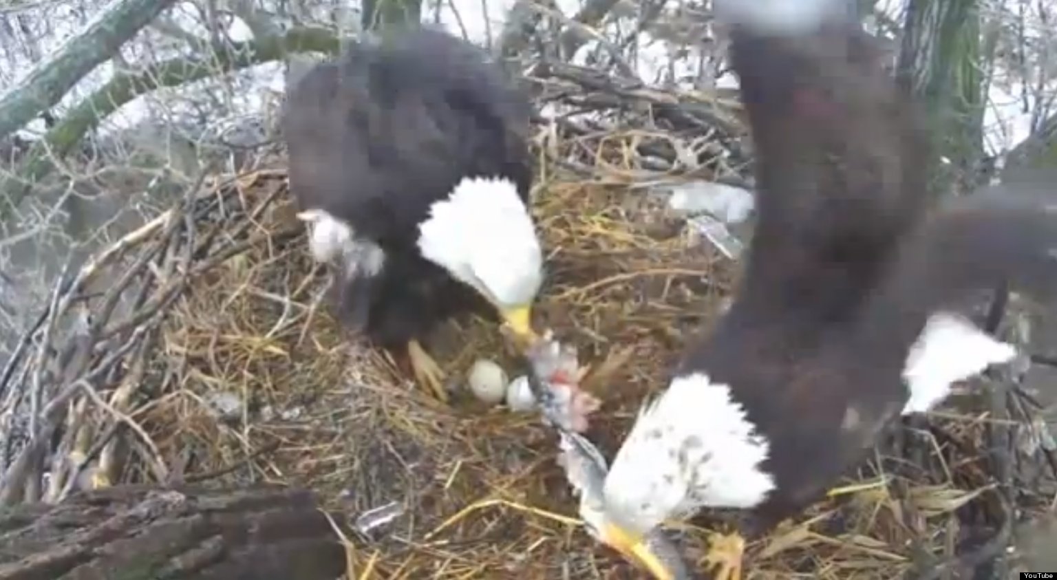 Nesting Bald Eagle Mom Gets A Fish From Her Mate (VIDEO) | HuffPost