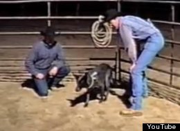 WATCH: The Smartest Dog Ever?