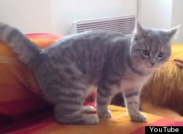 WATCH: Cat's Hilarious Ninja Trick
