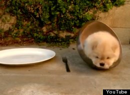WATCH: Puppy Vs Bowl