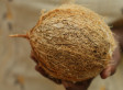 Coconut: Nose to Tail
