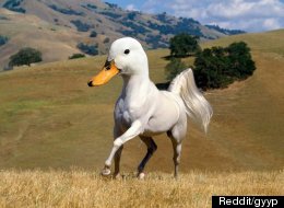 PICS: Weird And Wonderful Animal Mash-Ups