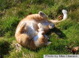 Kittens, Flowers And More Spring Scenes That Inspire Positivity