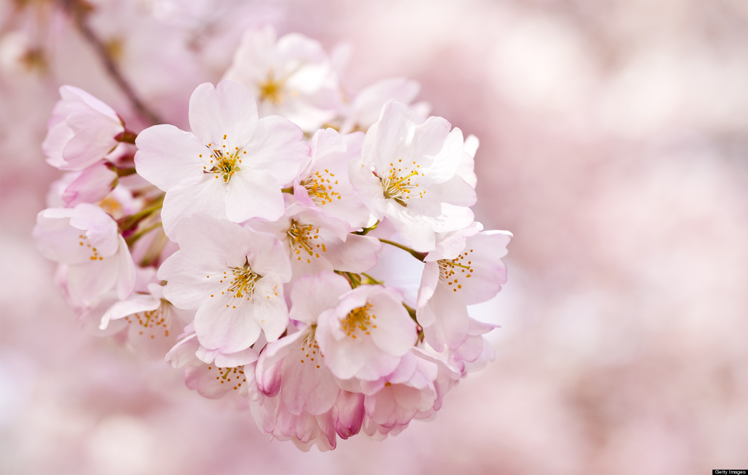 Cherry Blossoms History Behind the Bloom HuffPost