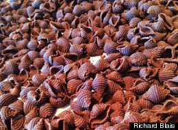 HuffPost Tastemakers: Porcini Pasta Shells