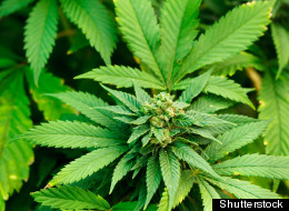 Where To Celebrate 4/20 In D.C.
