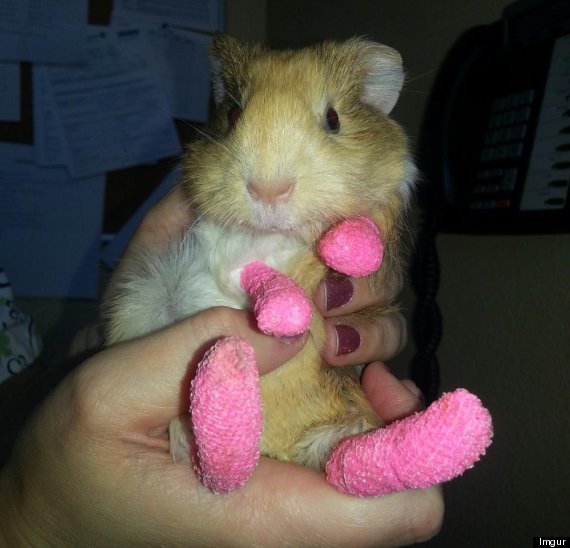 o-BURNT-GUINEA-PIG-570.jpg?7