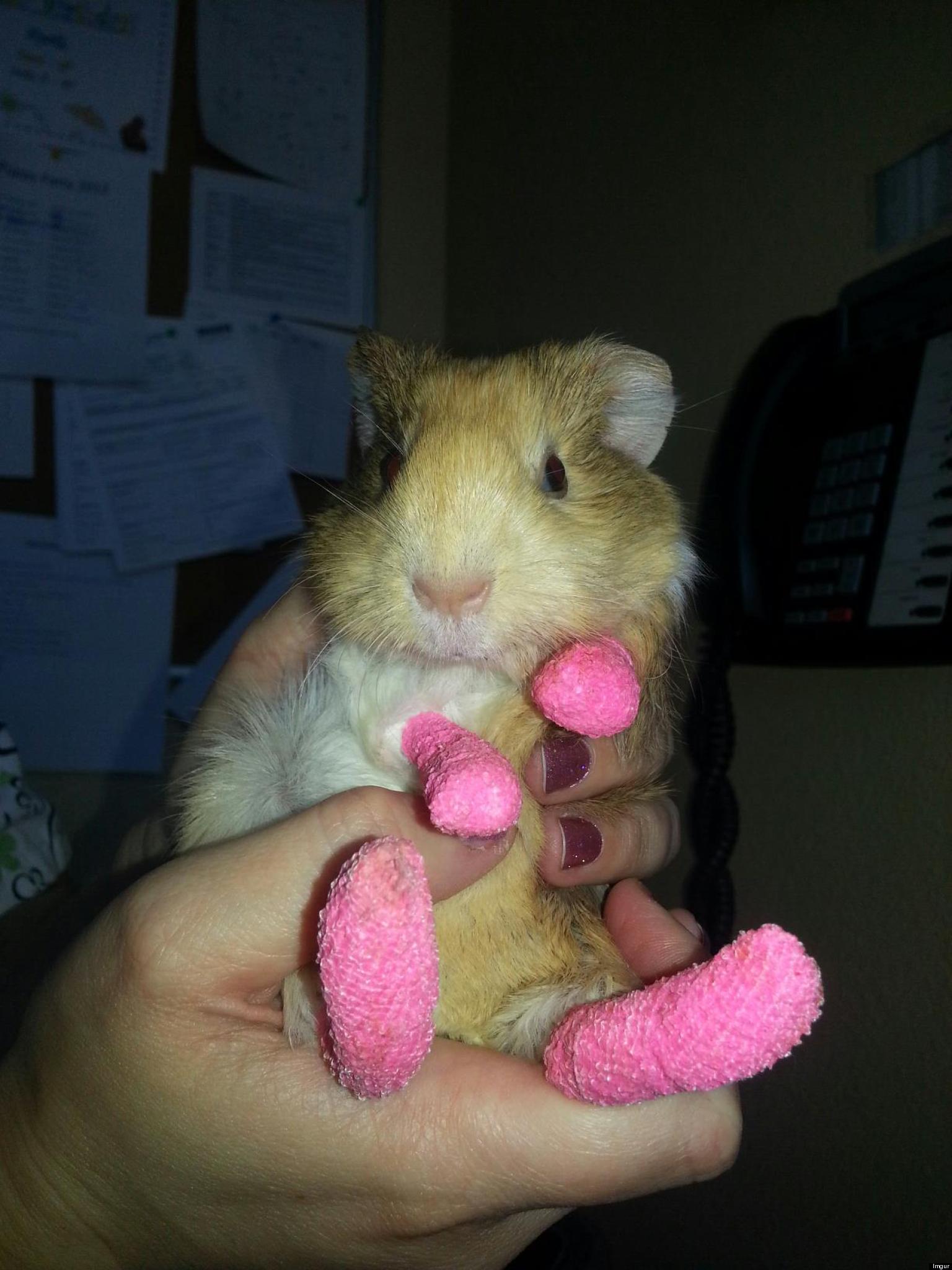 Guinea Pig Being Treated For Burns Sports Pink Bandaged Paws (PICTURE)