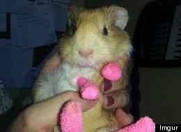 Everybody Say 'Aww!'