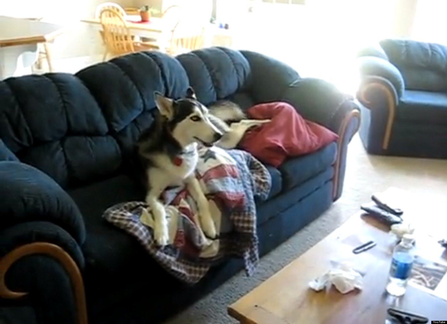 Husky Wants To Watch TV, Behaves Like A Teenager (VIDEO) HuffPost UK