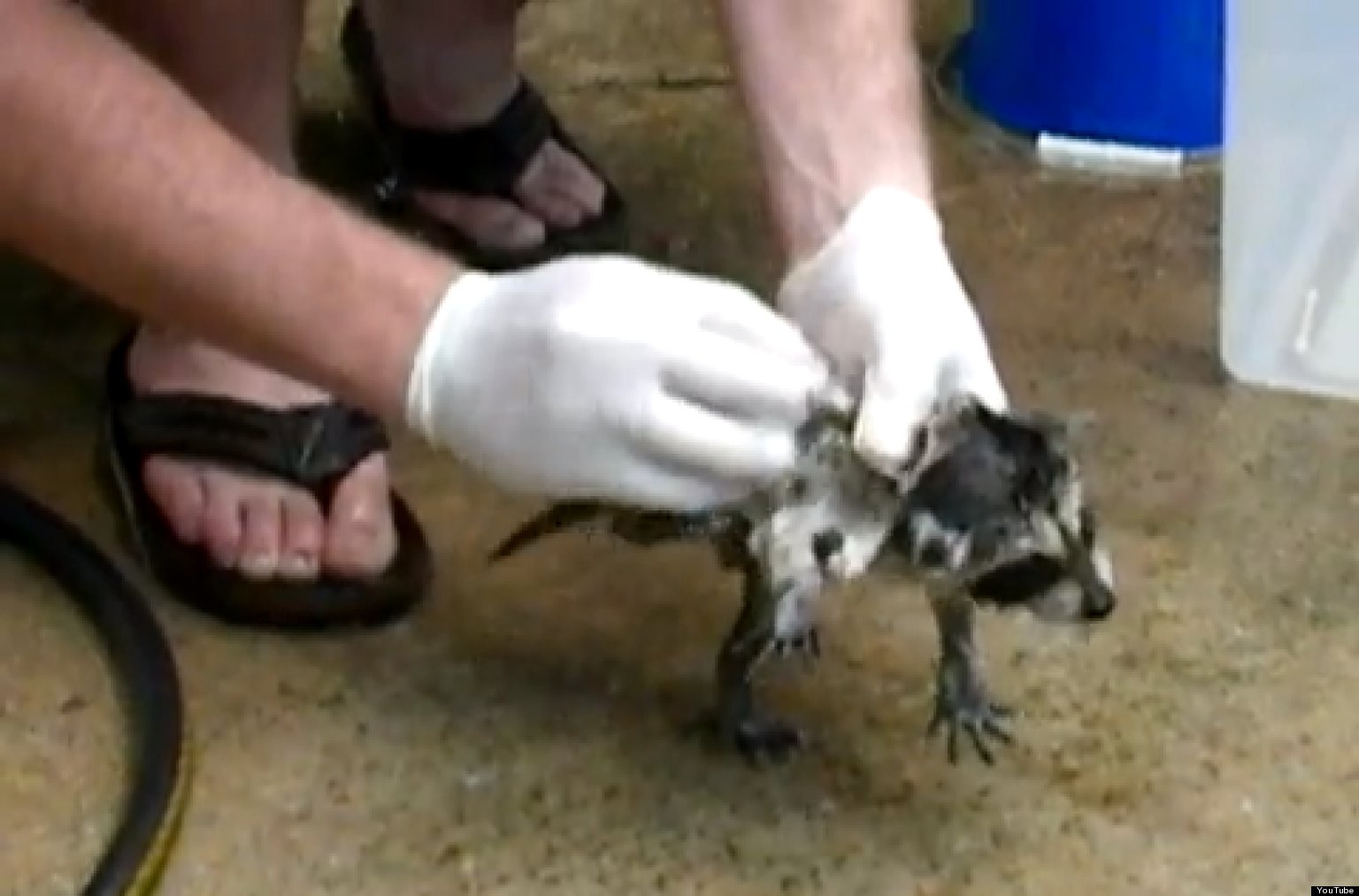 Baby Raccoon Gets A Bath (VIDEO) HuffPost