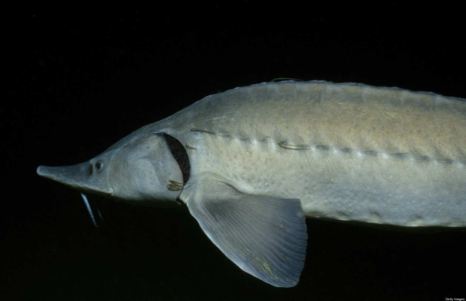 Michigan Poaching State DNR Hopes To Fight Illegal Sturgeon Fishing