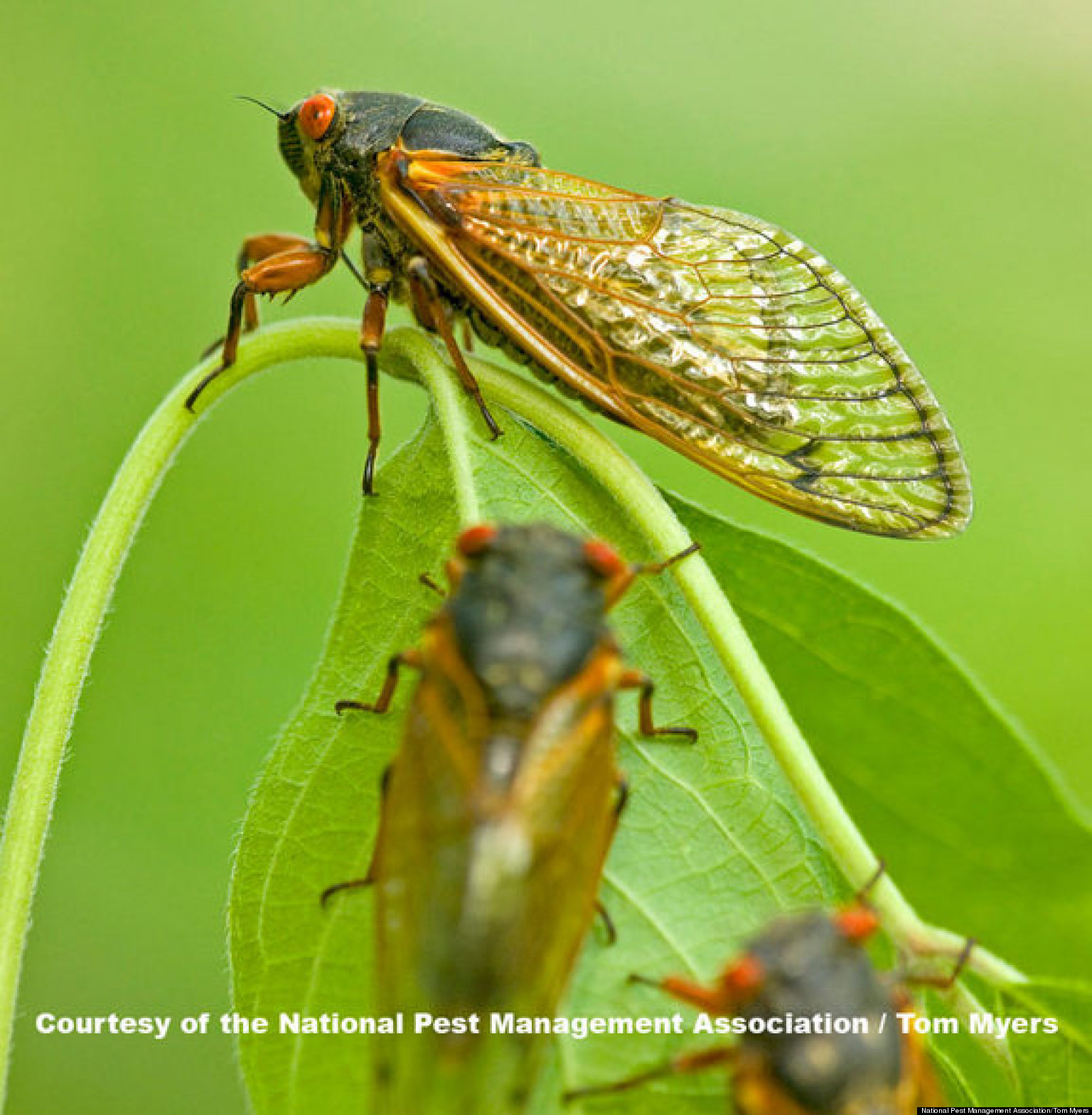 Cicada Invasion 2013: What To Expect When The Insects Hit The Northeast ...