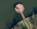 This 'Murder' Caught On Google Earth Isn't What It Seems