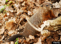 Angry Underage Drinker Tosses Dead Groundhog, Grouse Into Penn. Bar