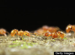 Hungry Bugs Use 'Math' To Find Fastest Route, Study Shows