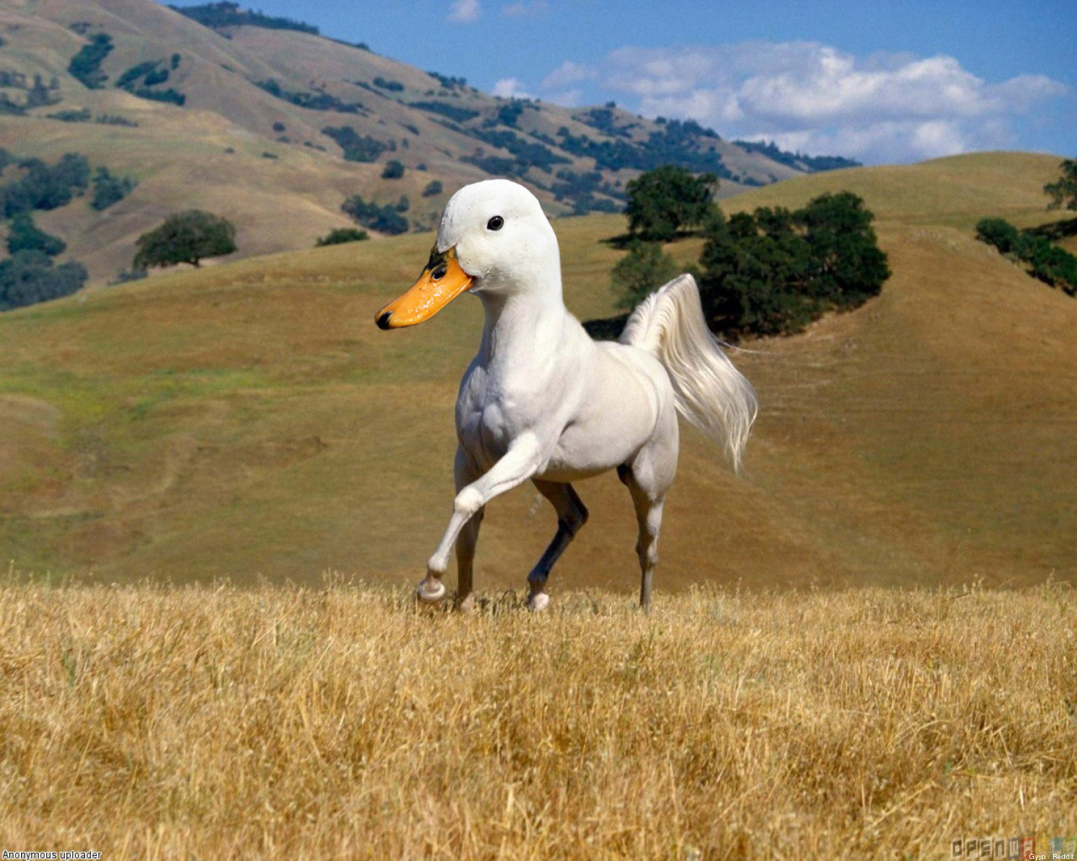 Inventivité animale O-PHOTOS-ANIMAUX-PHOTOSHOP-facebook