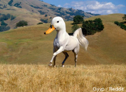 Il crée des races d'animaux sur Photoshop