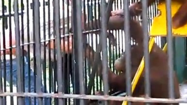 naughty orangutan