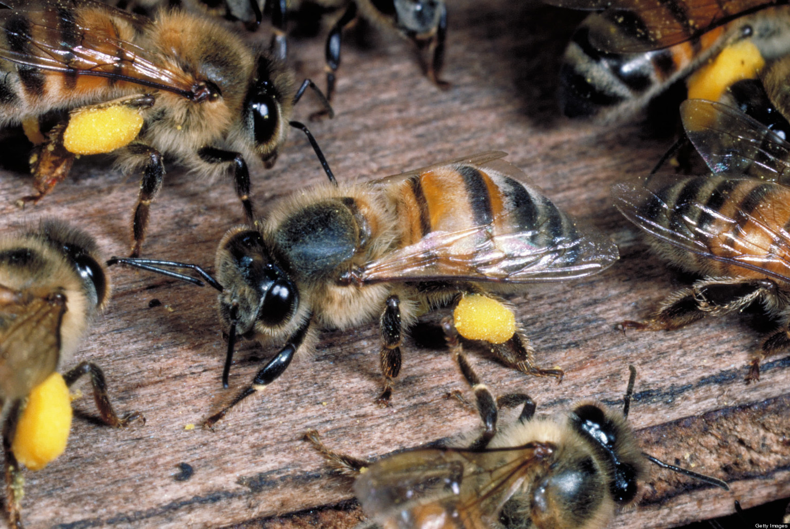 killer-bees-attack-florida-man-and-firefighters-kill-dog-video