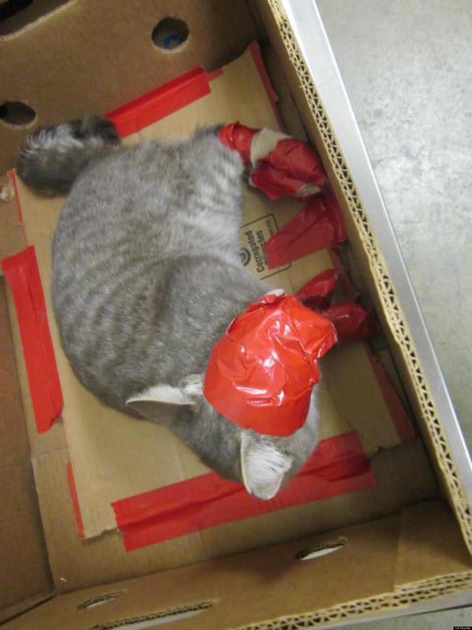 Cat Duct Taped, Dropped Off At Baldwin Park Animal Care Center In Los