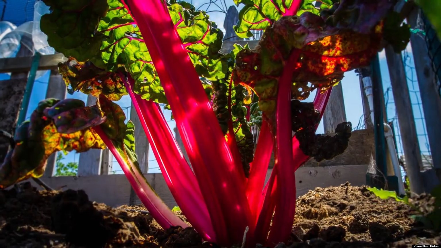 WATCH: This Family's Community Garden Is Amazing