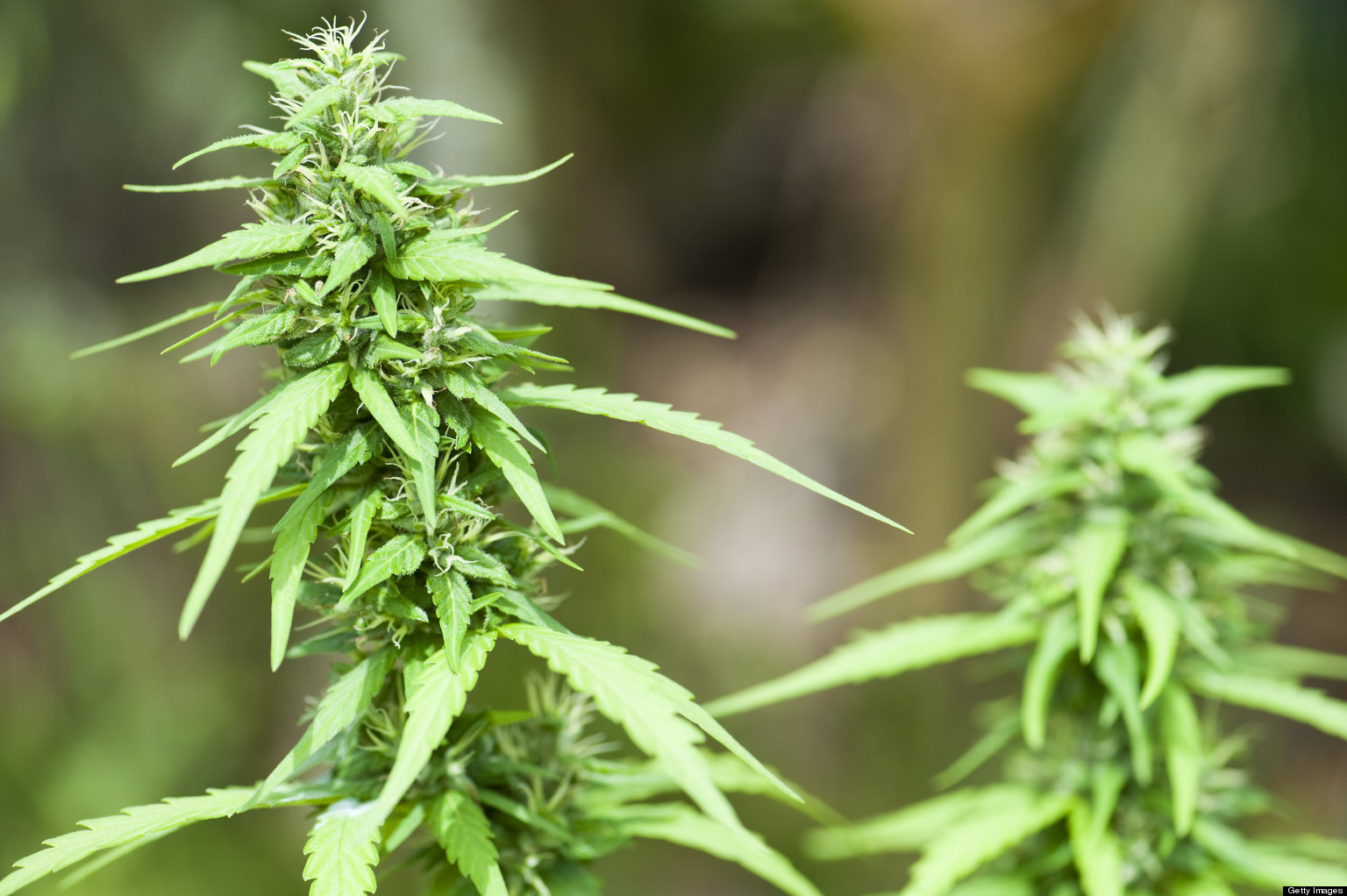 The Environmental Impacts Of An Unregulated Marijuana Industry