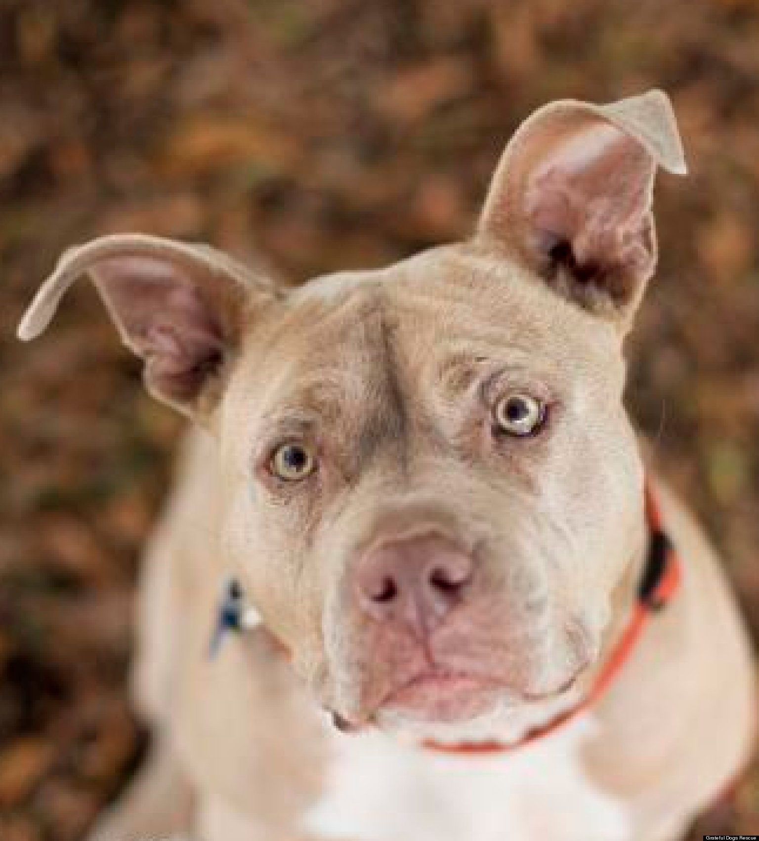 Grateful Dogs Rescue In San Francisco Gives Abandoned Pups A Second Chance (PHOTOS) | HuffPost