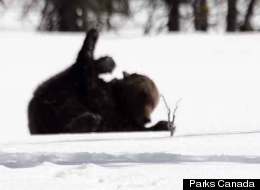 WATCH: Adorable Grizzly Bear Plays In The Snow