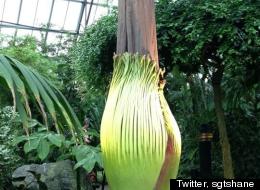 LOOK: Corpse Flower Ready To Bloom