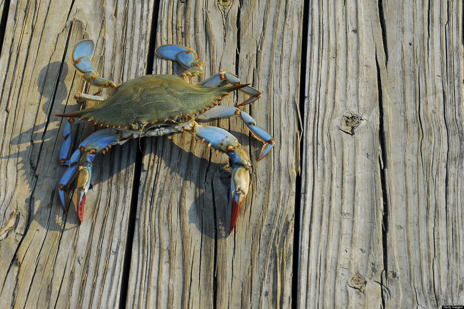 chesapeake-bay-s-blue-crab-population-plunges-by-more-than-half-after