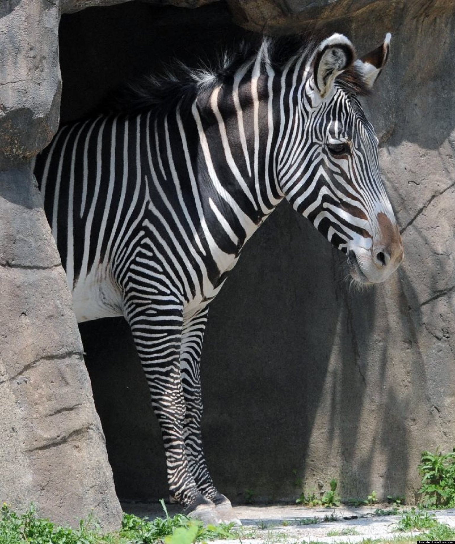 Brookfield Zoo Reopens Zoo Open After Closing For Only 3rd Time In History Over Flooding HuffPost