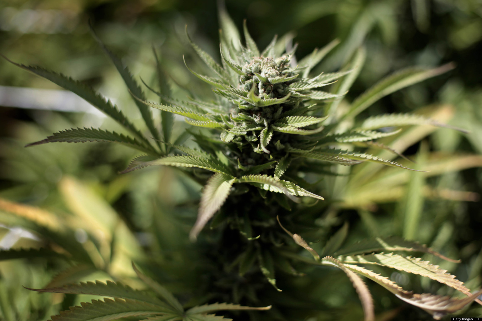Puerto Rico's Unprecedented Marijuana Debate