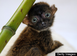 PHOTOS: Lemurs, Pandas, Giraffes And More Animals