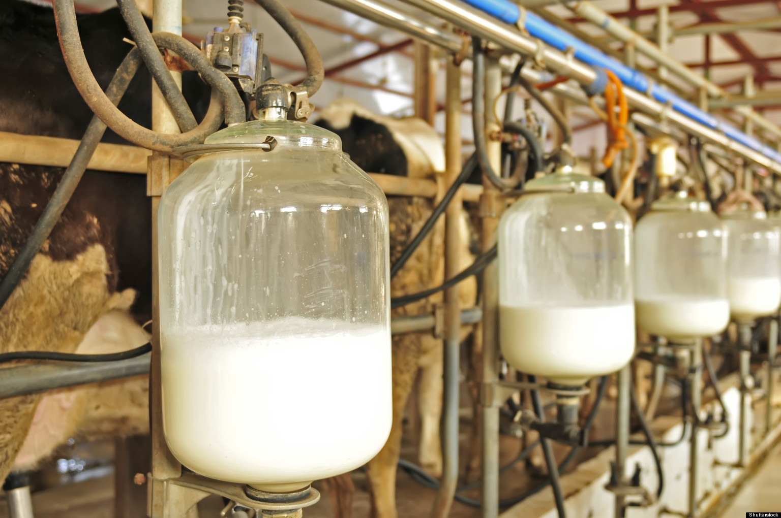 USDA, Dairy Industry Still Arguing Over Changes In Milk Pricing HuffPost