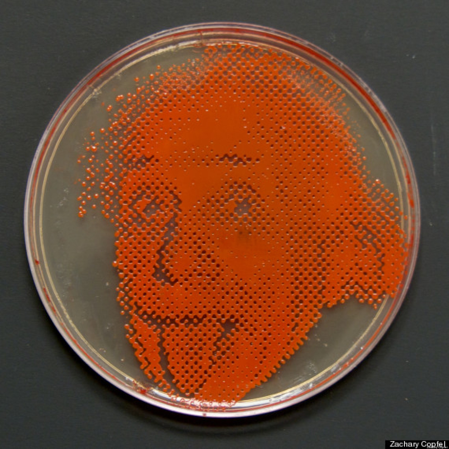 Игра petri dish