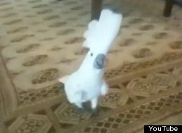 WATCH: This Cockatoo WILL Kick Your Ass