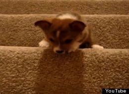 WATCH: Puppies vs. Stairs