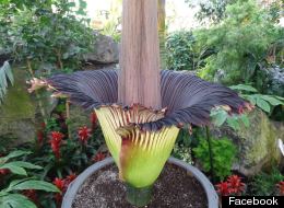 Just How Smelly Is The Corpse Flower?