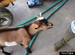 WATCH: Goat Thinks It's A Chicken