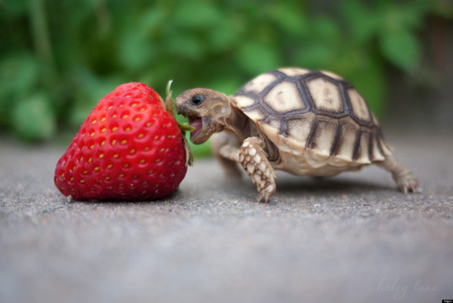 24 Tiny Turtles Who Need A Reality Check Photos 