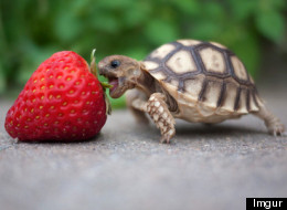 24 Tiny Turtles Who Need A Reality Check
