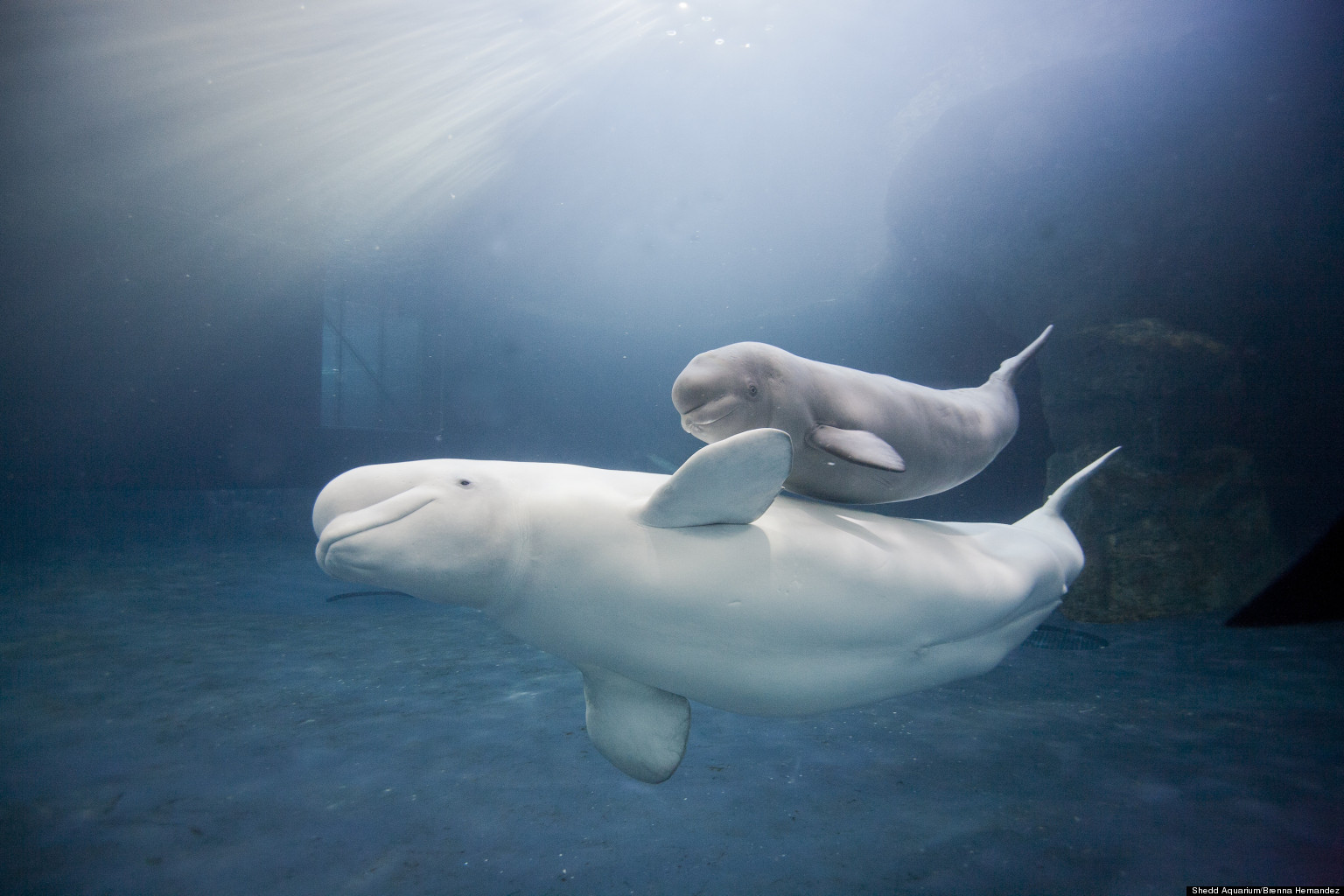 Image result for show me pictures of baby beluga whales