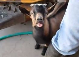 Quand ce bouc va ouvrir la bouche, vous allez être surpris (VIDÉO)