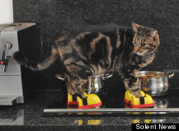 LOOK: It's A Cat On A Hot Tin, Er Stove